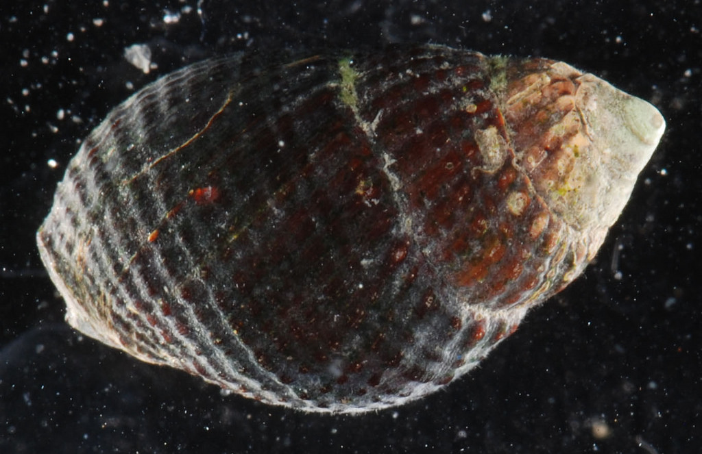 Image of Ilyanassa obsoleta